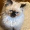 Seal Point Male Himalayan Kitten