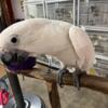 Umbrella Cockatoo