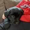 Golden Collie puppies to rehome