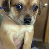 Cute Pugapoo Mixes 