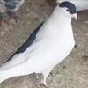 Afghani pigeons kaftar