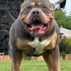 LARGE XL AMERICAN BULLY STUD - BLUE TRI, ABKC/UKC REGISTERED & EMBARKED 