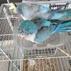 Light blue and blue violet Quaker monk parrot
