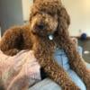 Red Moyen Standard Poodle Female