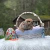 Sweet Holland lop bunny