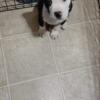Male pitbull terrier for sale/ rehoming fee
