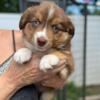 Black Tri and Red Tri Australian Shepherds