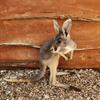 Kangaroo Baby Joey Male- Bottle baby Pet