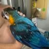 Macaw