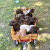 AKC Registered Labrador retrievers Franklinton, NC