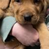 Countryside kennels Labrador retriever litter announcement