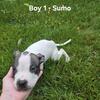 Boston Mix Puppies