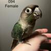 Female Turquoise Green Cheek