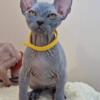 Blue boy Sphynx 3 months