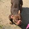 American bully female 2years old micro exotic