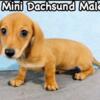 Mini Dachsund Male Puppy 