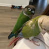 Green cheek conure & cinnamon conure for sale