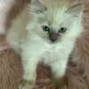 Ragdoll TICA  Registered Female Kitten