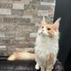 1yr old Maine Coon Needs Home