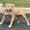 Friendly American Bully