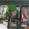 Male & Female Eclectus