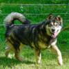 Adult Female Malamute Spayed