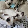 Authentic Ragdoll Kittens