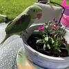 Alexandrine Ringneck Parrot hand fed babies, weaned and ready