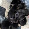 Shepsky Puppies