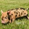 Registered ginger/black KuneKune gilt for sale.