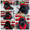 🐶 Purebred American Cocker Spaniel Puppies – Champion Lines – Ready Now! (Southern CA)