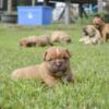 Olde English Bulldogge Puppies