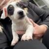 Jack Russell Puppies