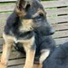 Beautiful German shepherd puppies