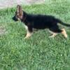 AKC Long hair German Shepherd Puppies