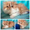 Red and white pure Persian sweet male