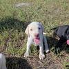 Puppies