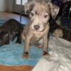 8wk old puppies for sale ABKC & ready for their forever homes! Parents ABKC Registered!