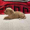 AKC Golden Retrievers