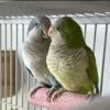 Quaker Parrots for sale