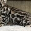 Bengal kittens TICA Registered litters due!