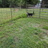 Puppy free to good home!