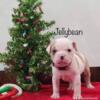 Just arrived! Alapaha blu blood bulldogs