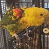 ISO-Female Magna Double yellow Head Amazon-ISO
