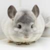 4 Month Old White Ebony (Silver) Male Chinchilla Kit (baby) #1  RPA carrier  super friendly