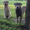 AKC LABRADOR PUPPY