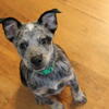 Australian Cattle Dog Puppies