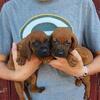 UKC Redbone Pups