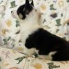 American corgi puppies