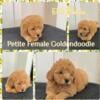 Petite Goldendoodles